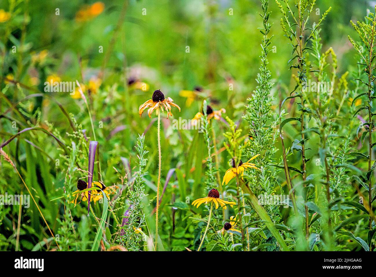 Wildflowers growing in the wetlands Stock Photo Alamy