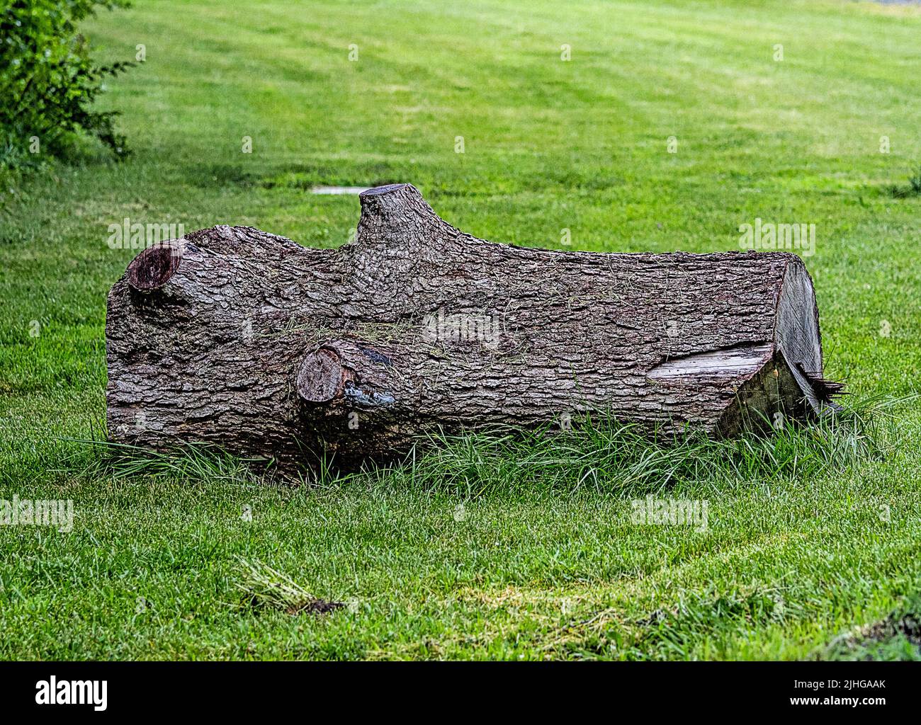 Large cutdown Log lying on grass with deeply grooved bark Stock Photo