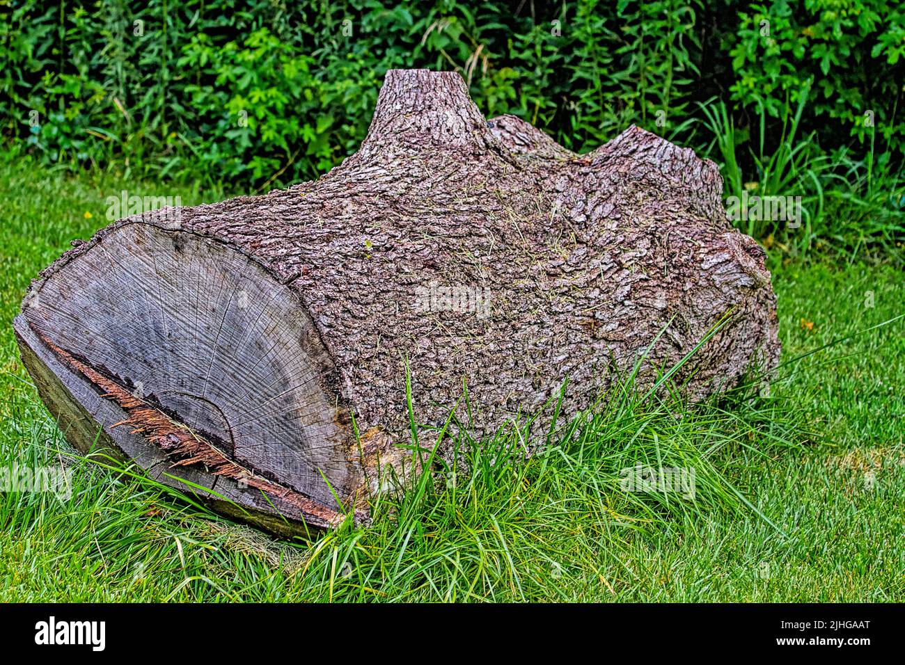 Large cutdown Log lying on grass with deeply grooved bark Stock Photo