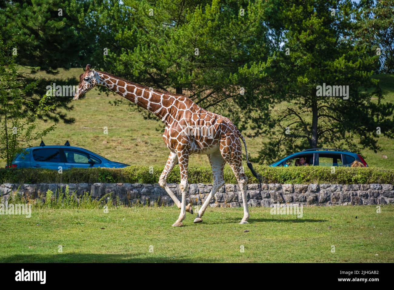 Safari Park Dvůr Králové, Czech Republic - August 2020 : People sitting in cars on a zoo safari tour watching giraffe in its enclosure in summer Stock Photo
