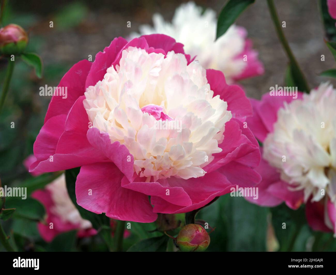 Beautiful pink peony flower variety Santa Fe Stock Photo