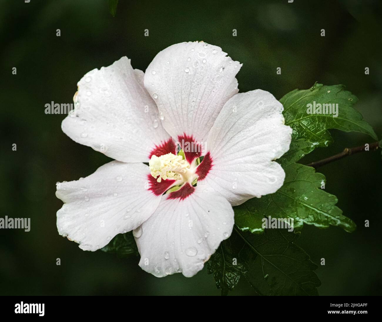 White Rose of Sharon flowers, Hibiscus syriacus, on a dark, lush green background in sunlight in summer or fall, Lancaster, Pennsylvania Stock Photo