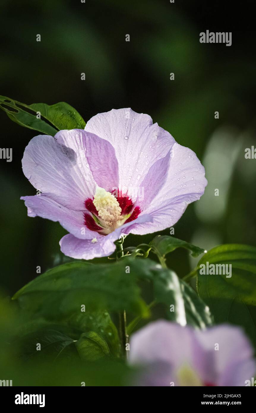 Pink or purple Rose of Sharon flowers, Hibiscus syriacus, on a dark, lush green background in sunlight in summer or fall, Lancaster, Pennsylvania Stock Photo