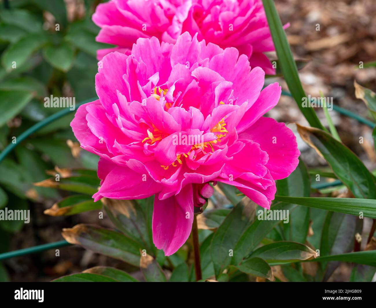Beautiful pink peony flower variety Decorative in a garden Stock Photo