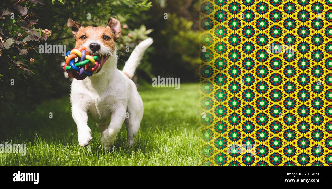 Concept of happy dog playing with toy. Pattern made of images of balls as a background for text. Stock Photo