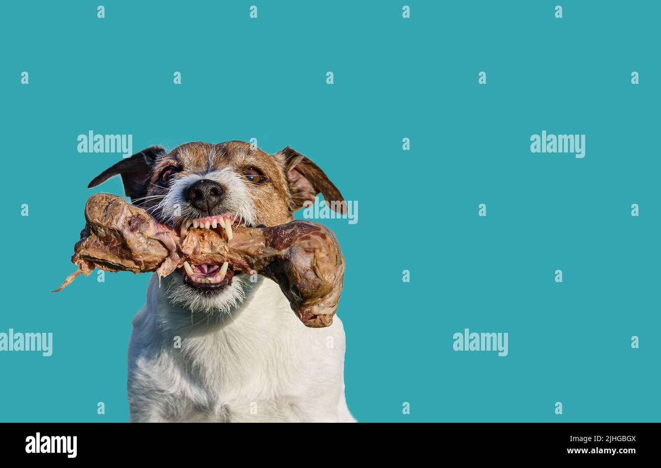 Dog got a treat concept: dog holding in mouth big tasty doggy bone shows teeth and fangs Stock Photo