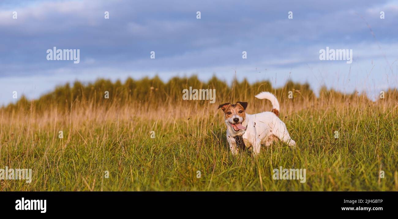 Happy dog walking in field in summer evening Stock Photo