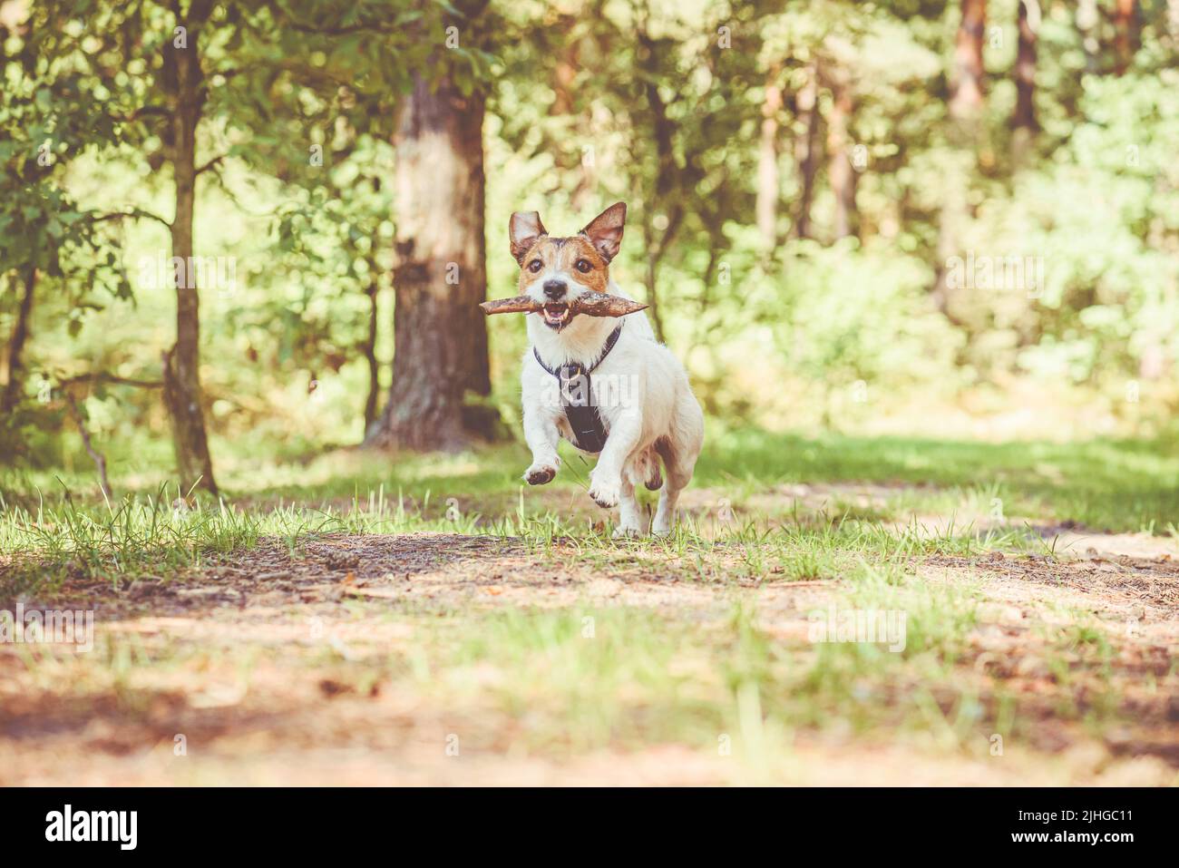 Dog with small stick running on path for hikers in wild woods Stock Photo