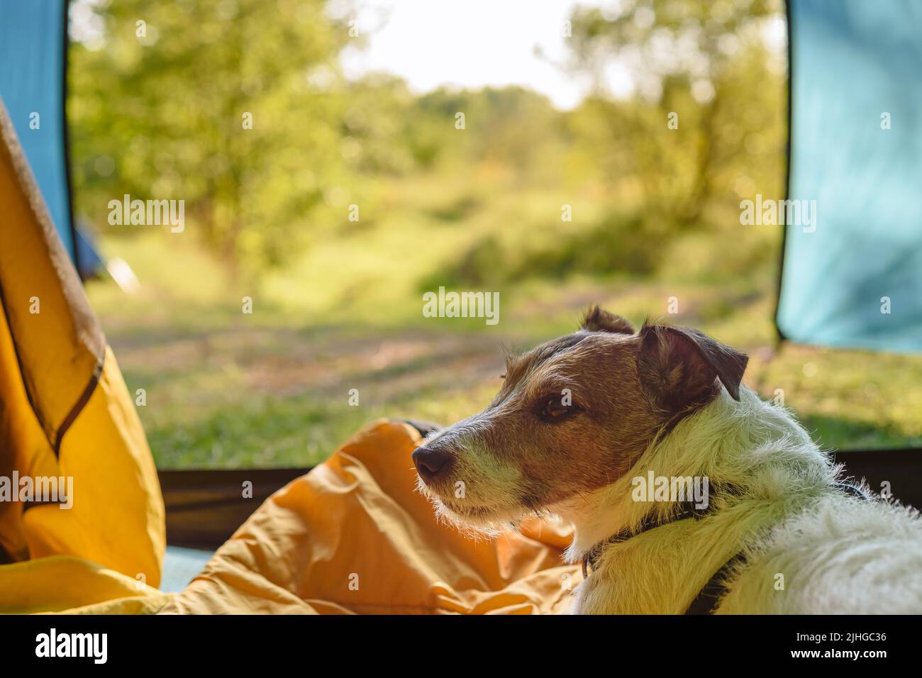 Dog having rest inside tourist camping tent during journey in wild nature Stock Photo
