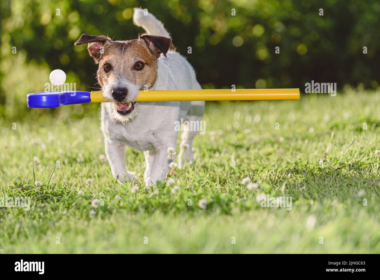 Dog playing with golf club and ball on green grass course Stock Photo