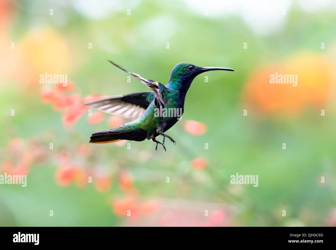 Male Black-throated Mango, Anthracothorax nigricollis, hovering in flight in a garden with colorful blurred background. Stock Photo