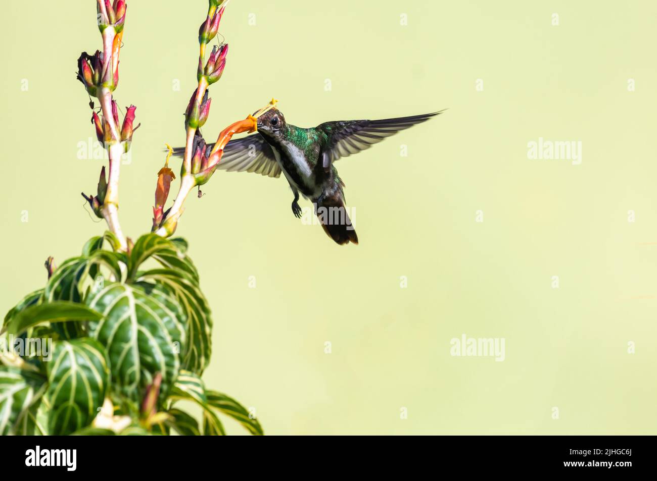 Female Black-throated Mango, Anthracothorax nigricollis, pollinating an orange Sanchezia flower isolated on a pale yellow background. Stock Photo