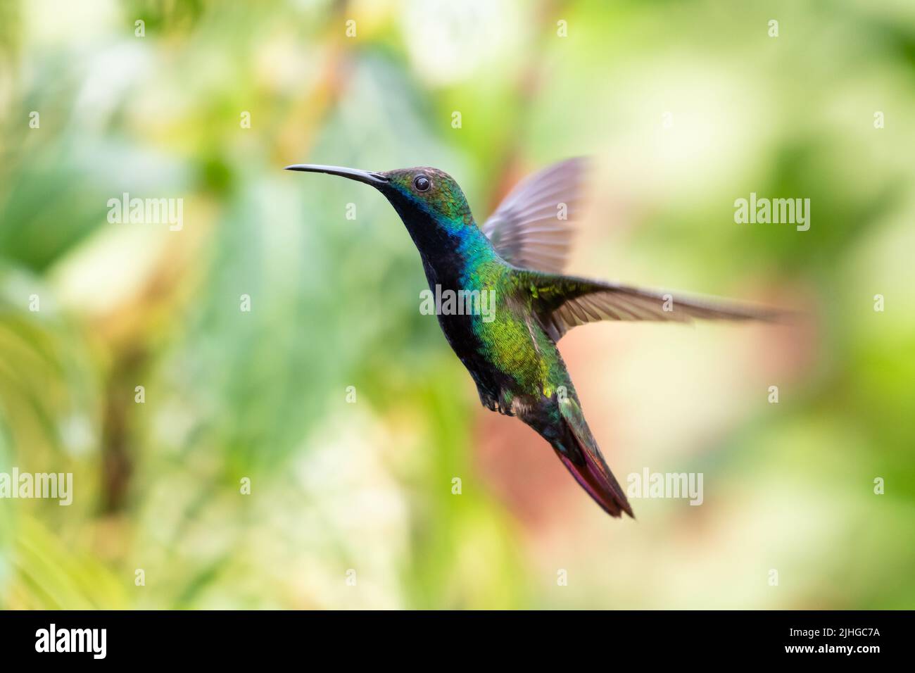 Glittering, male Black-throated Mango, Anthracothorax nigricollis, flying in a tropical rainforest. Stock Photo