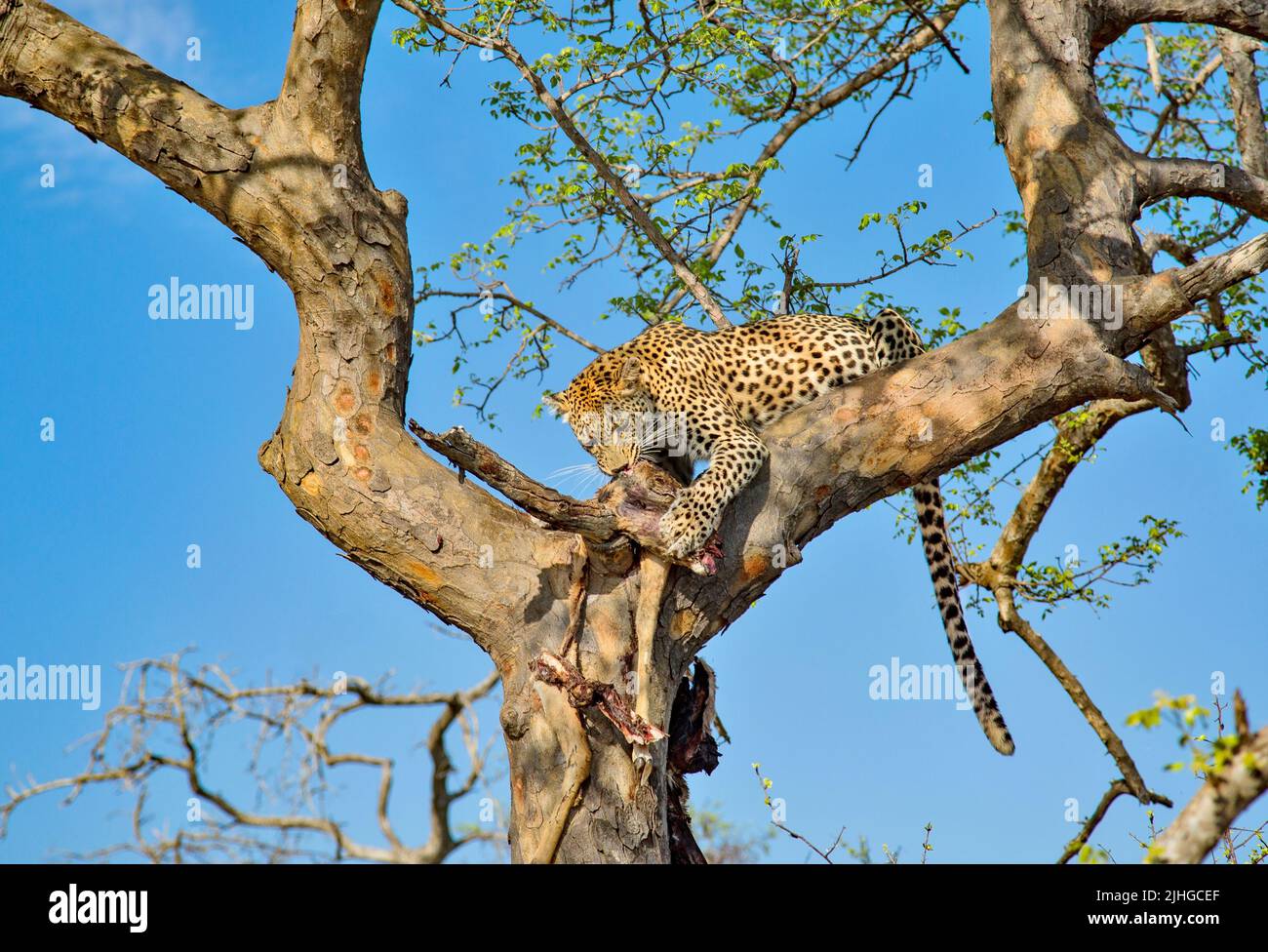 A Leopard in a tree, eating the antelope it has killed. Kruger National Park, South Africa. Stock Photo