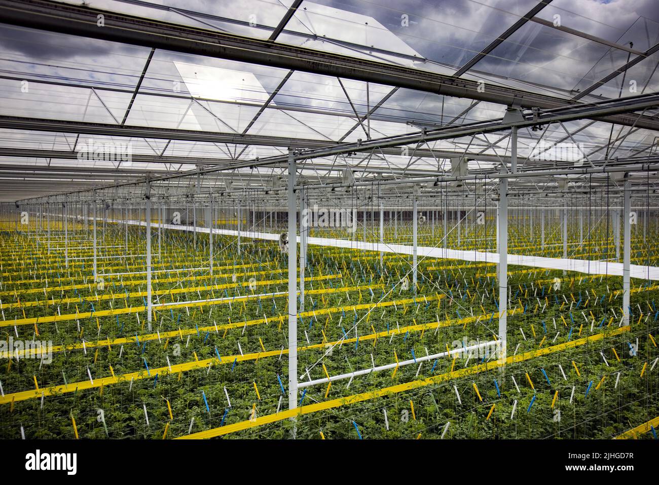 2022-07-15 14:08:08 MIDDENMEER - Tomato plants in a greenhouse of  horticultural company CombiVliet. Horticulture is suffering from the high  gas price, partly as a result of the war in Ukraine. ANP RAMON