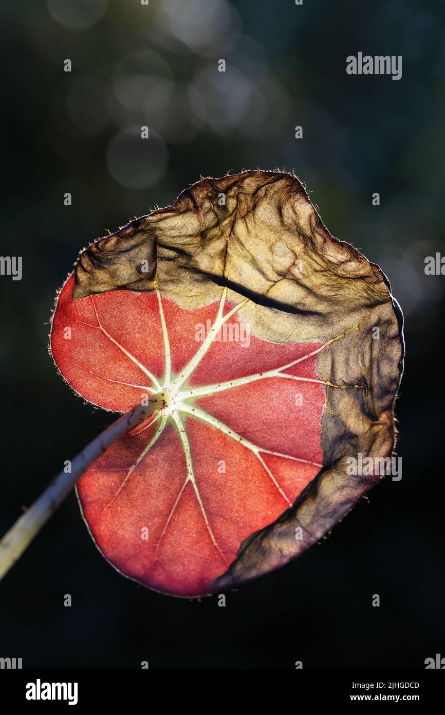 A single large leaf from a begonia erythrophylla plant, in the process of dying Stock Photo Alamy