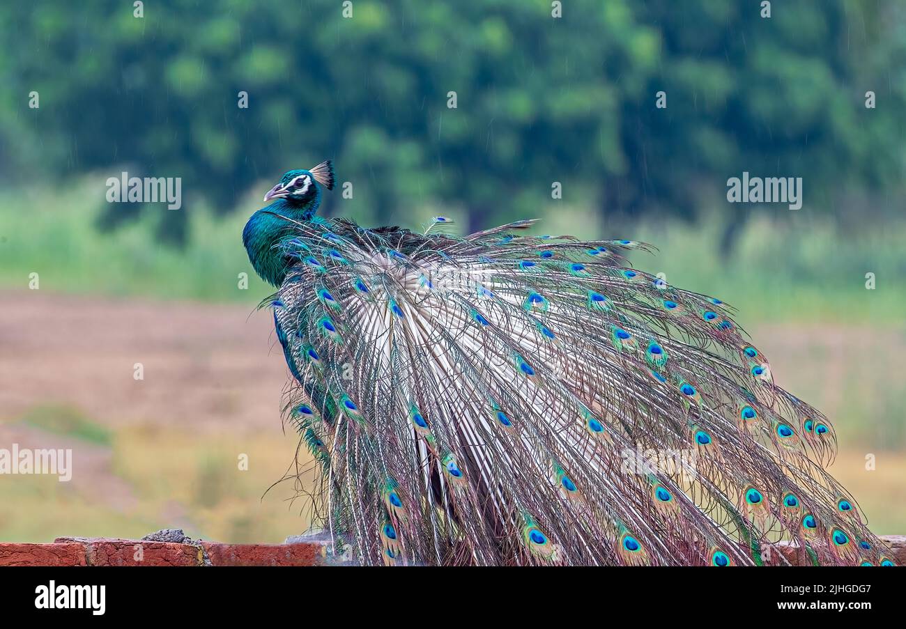 A peacock drying its feathers after wetting in rain Stock Photo