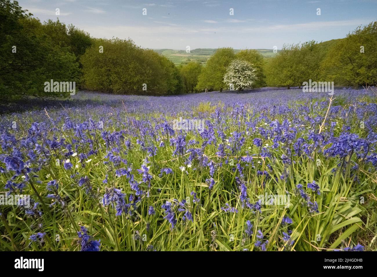 Bluebells in Newton Woods under Roseberry Topping Stock Photo