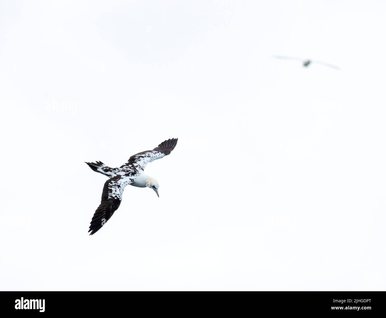Northern Gannet, Morus bassanus, flying at Herma Ness on Unst, Shetland, Scotland, UK. Stock Photo