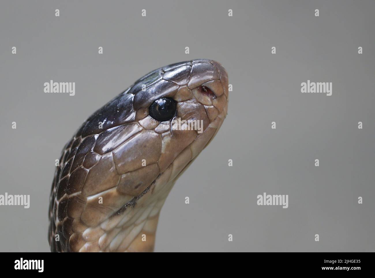 An adult Monocled cobra aka Monocellate cobra encountered around human settlement in a hot and humid afternoon. Stock Photo