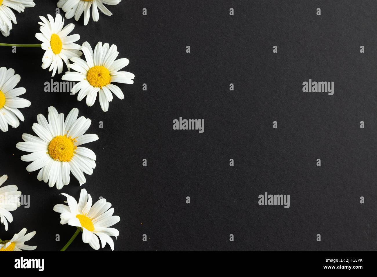 Border of white daisy flowers with bright yellow middles on a black background with copy space Stock Photo