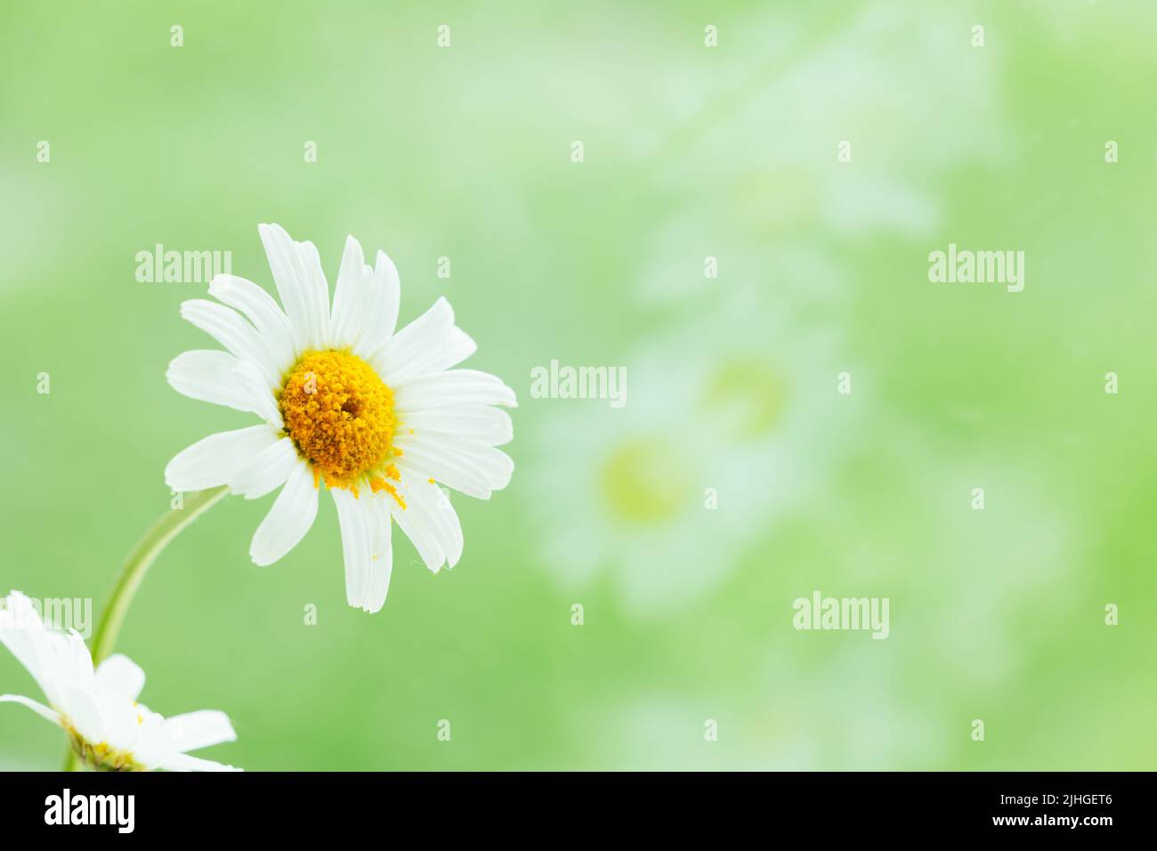 White daisy flowers against a vibrant green field with reflection of flowers in glass, with copy space Stock Photo