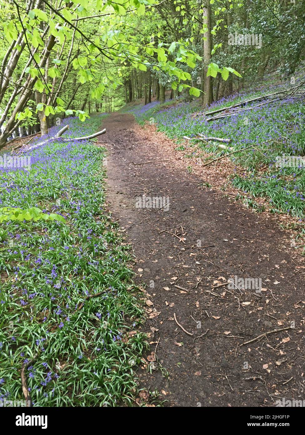 Path through Bluebells in Whorlton Woods Near Faceby North Yorks Stock Photo