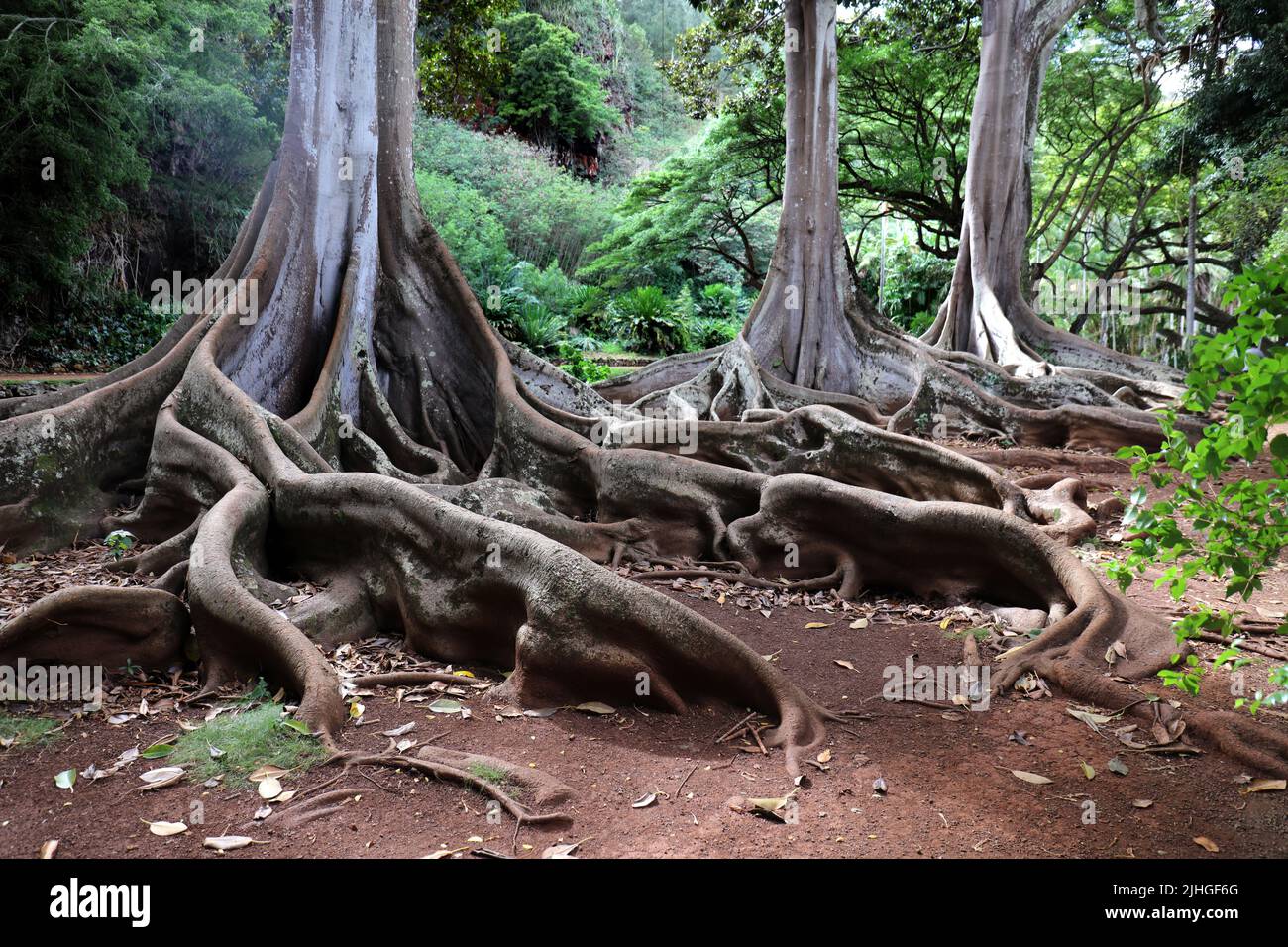 The roots and bottom of the tree trunk of three large sprawling Moreton Bay Fig Trees in a