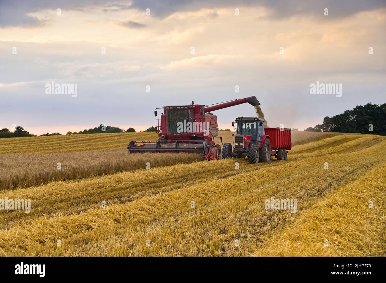 Wheat being harvested  in North Yorkshire by a combined Harvester and discharging grain into a trakter and trailer Stock Photo