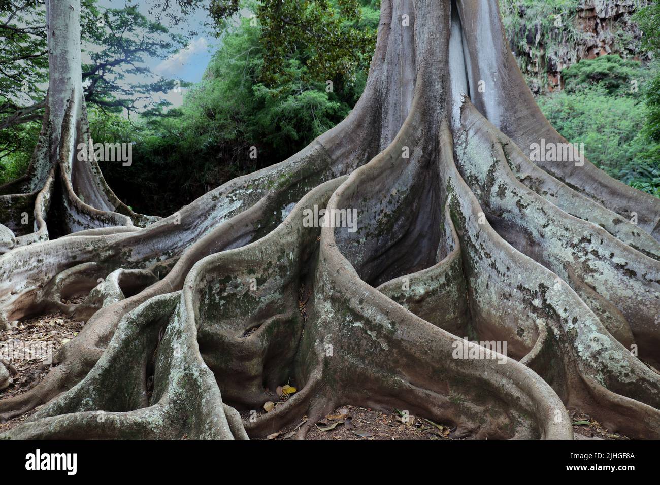 Close up of the roots and bottom of the tree trunk of a large sprawling Moreton Bay Fig Trees in
