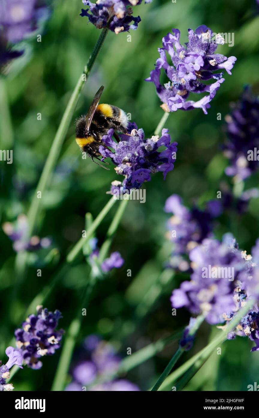 Close up of a bumblebee collecting pollen in a lavender flower Stock Photo