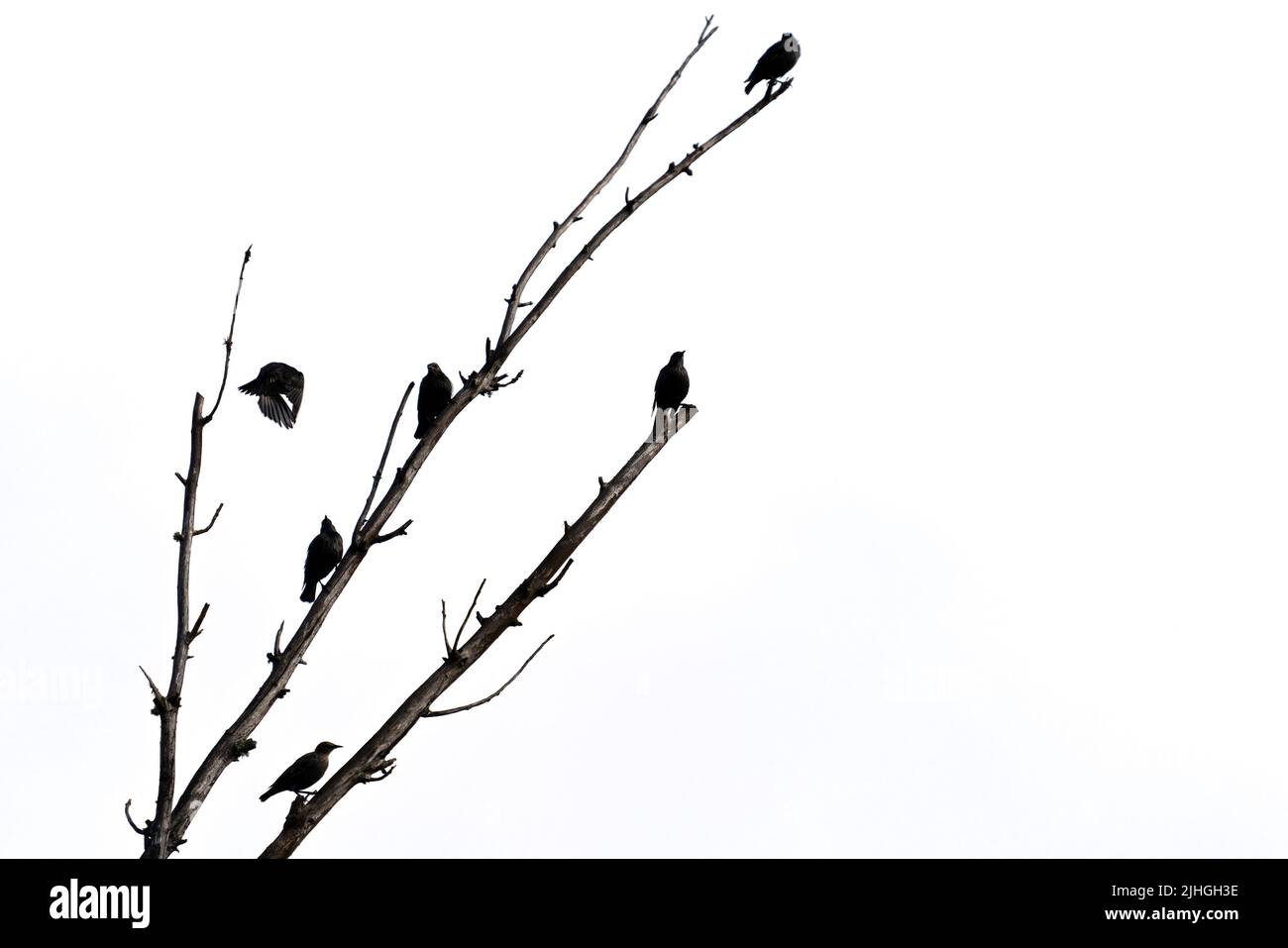Starlings over the dead tree branches and white sky Stock Photo