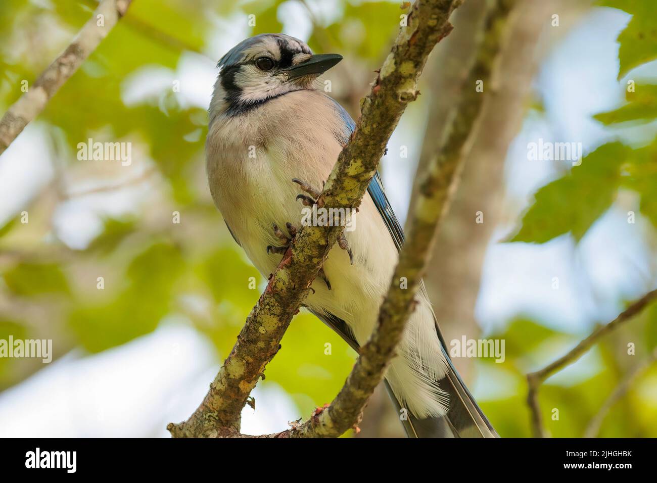 Bluejay perched on a branch Stock Photo