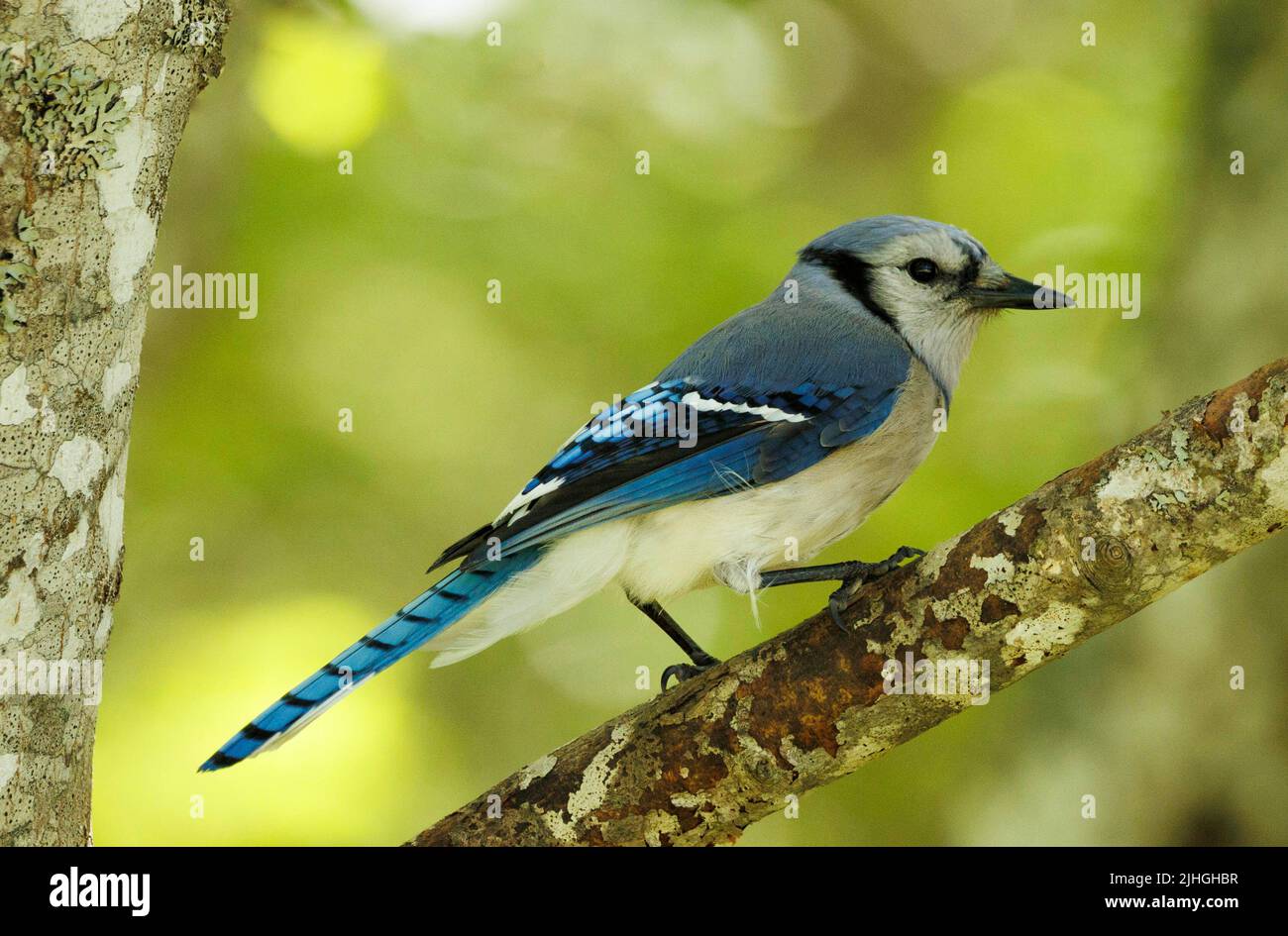 Bluejay close-up perched on a branch Stock Photo