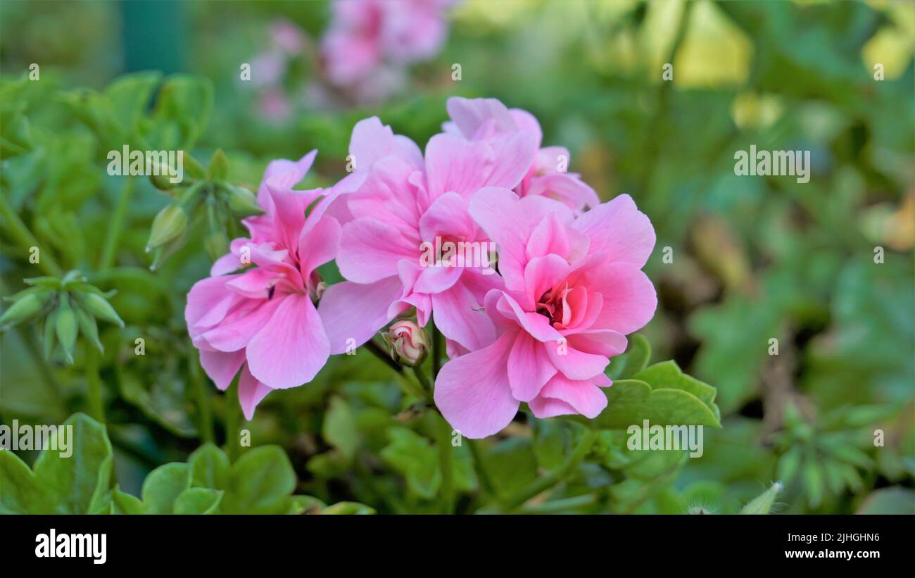 Closeup of beautiful rose color flowers of Pelargonium peltatum also