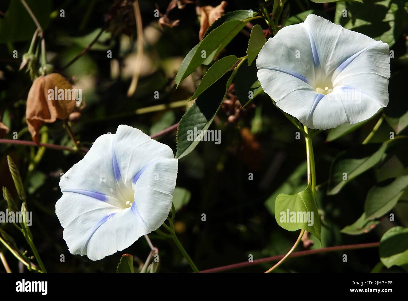 Ipomoea Flowers Morning Glory is a perennial climbing plant, the Bindweed family Stock Photo