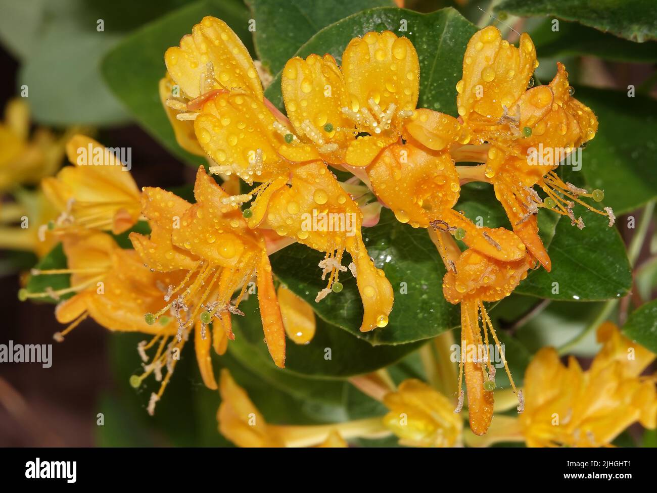 Flowers Curly honeysuckle is a climbing shrub, honeysuckle family Stock