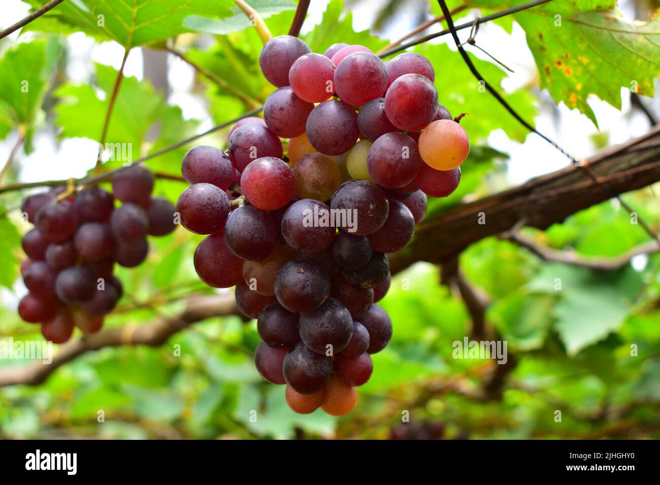 Organic Grape Farm in Cumbum Stock Photo - Alamy