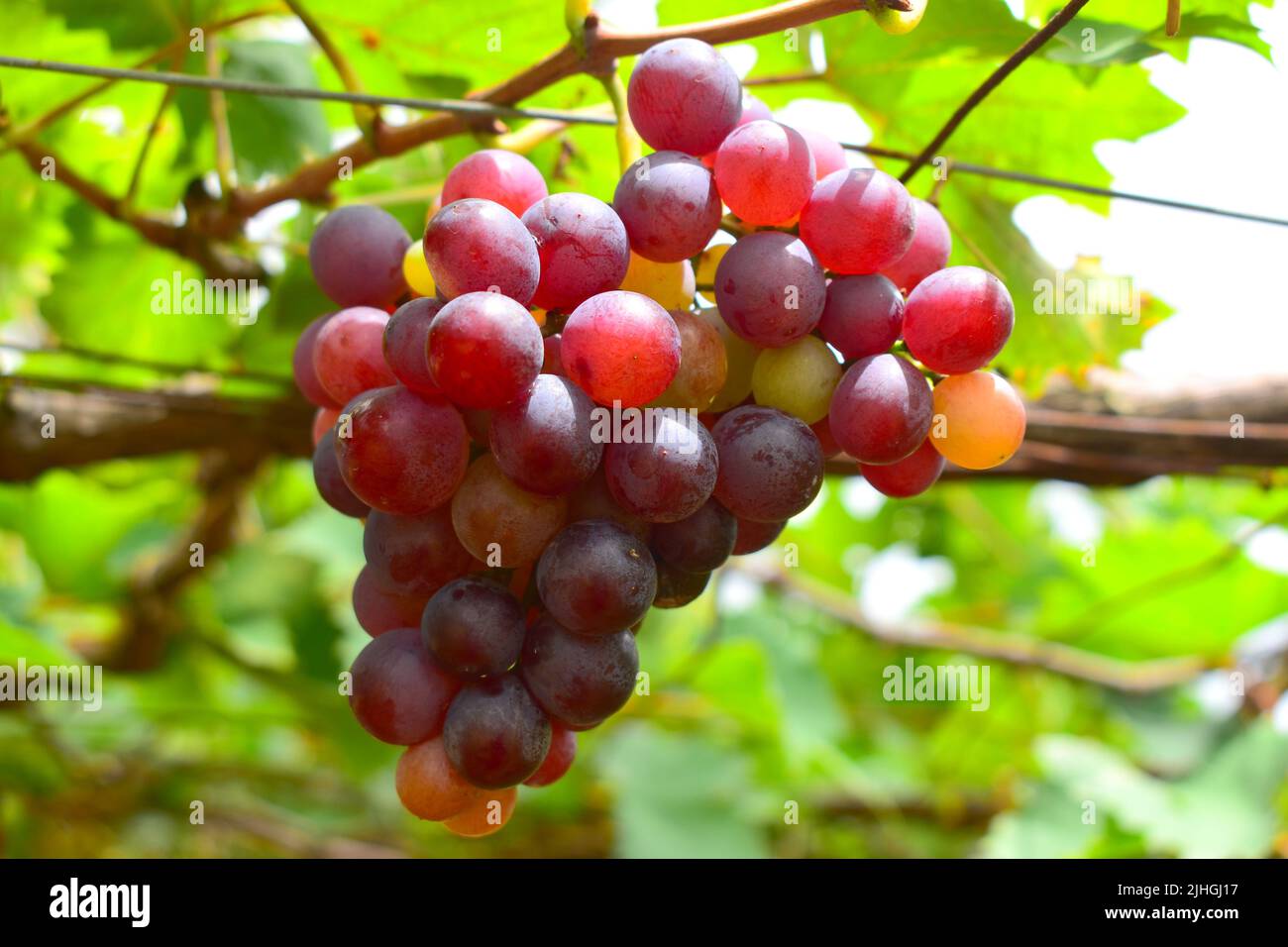 Organic Grape Farm in Cumbum Stock Photo Alamy