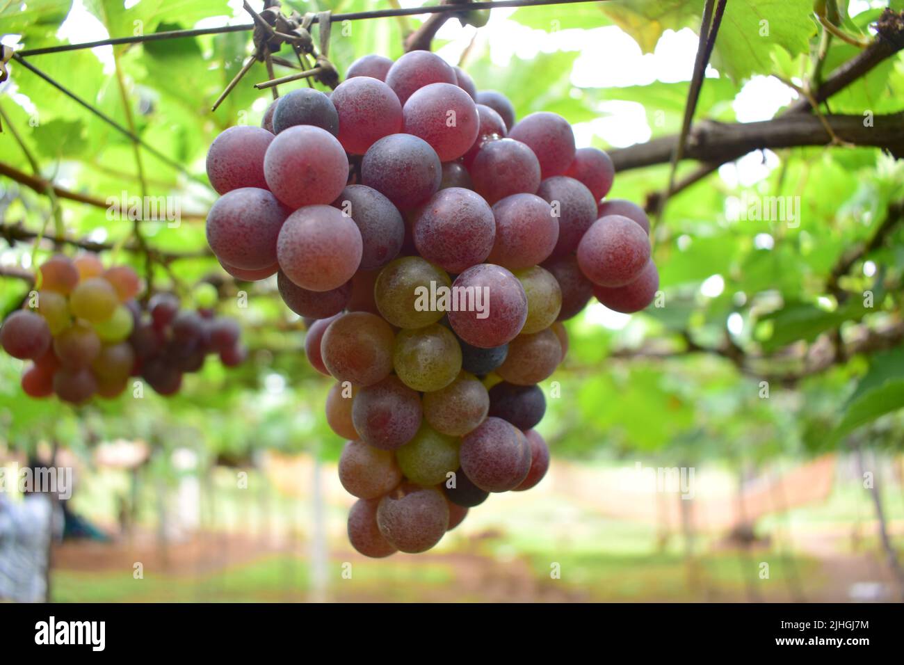 Organic Grape Farm in Cumbum Stock Photo Alamy