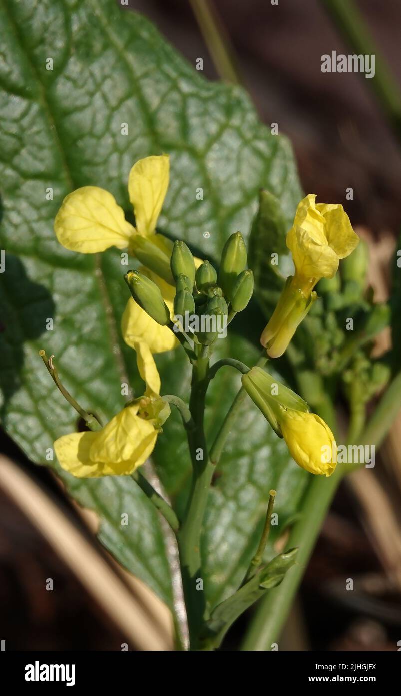 Flowers Field mustard is an annual herbaceous plant, the genus Mustard, the Cabbage family Stock Photo