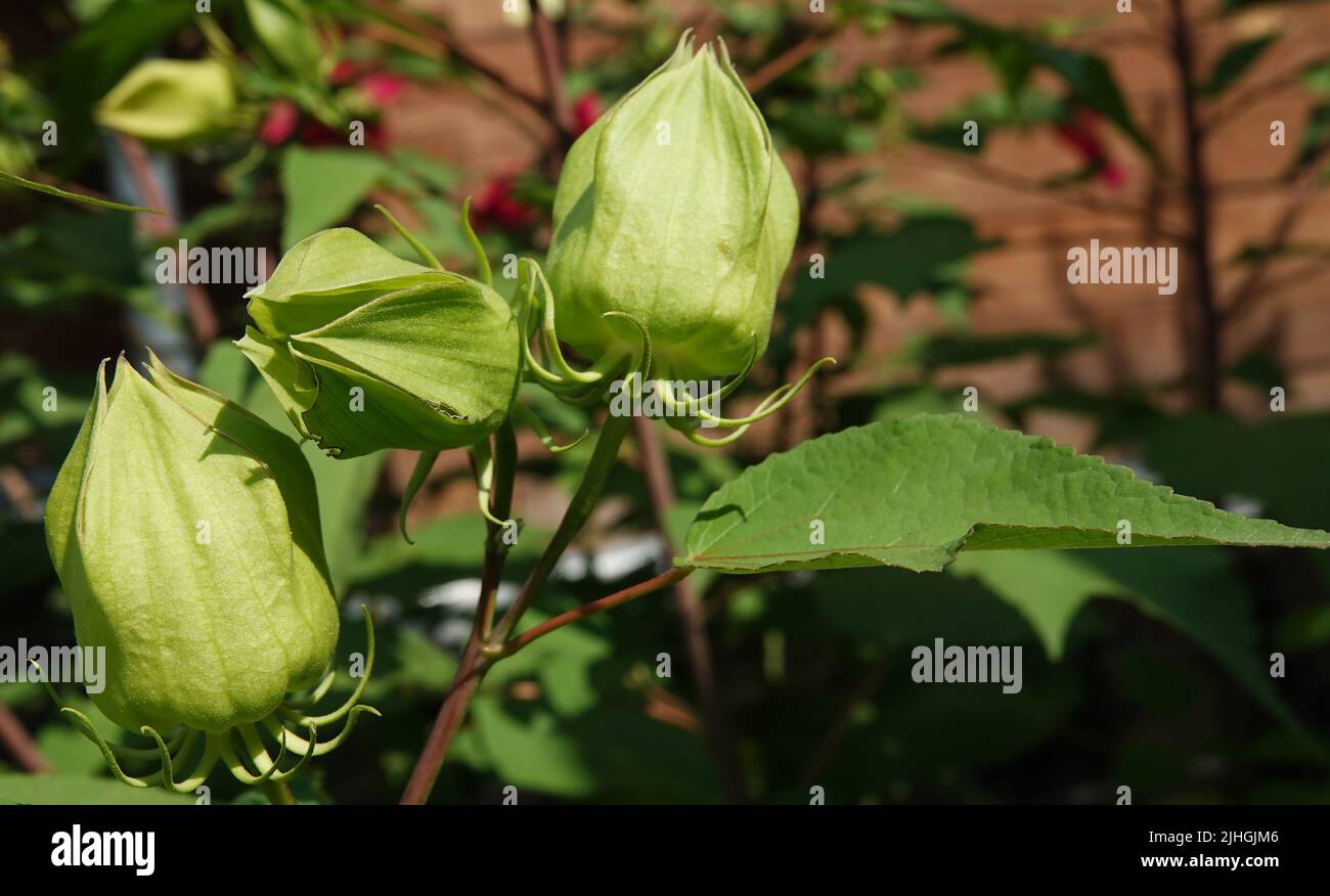 Marsh hibiscus is a perennial plant in the Malvaceae family Stock Photo