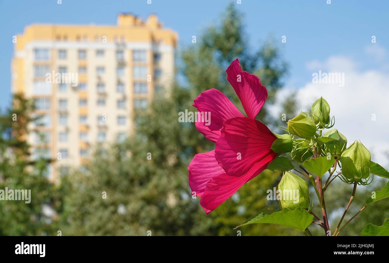 Marsh hibiscus is a perennial plant in the Malvaceae family Stock Photo