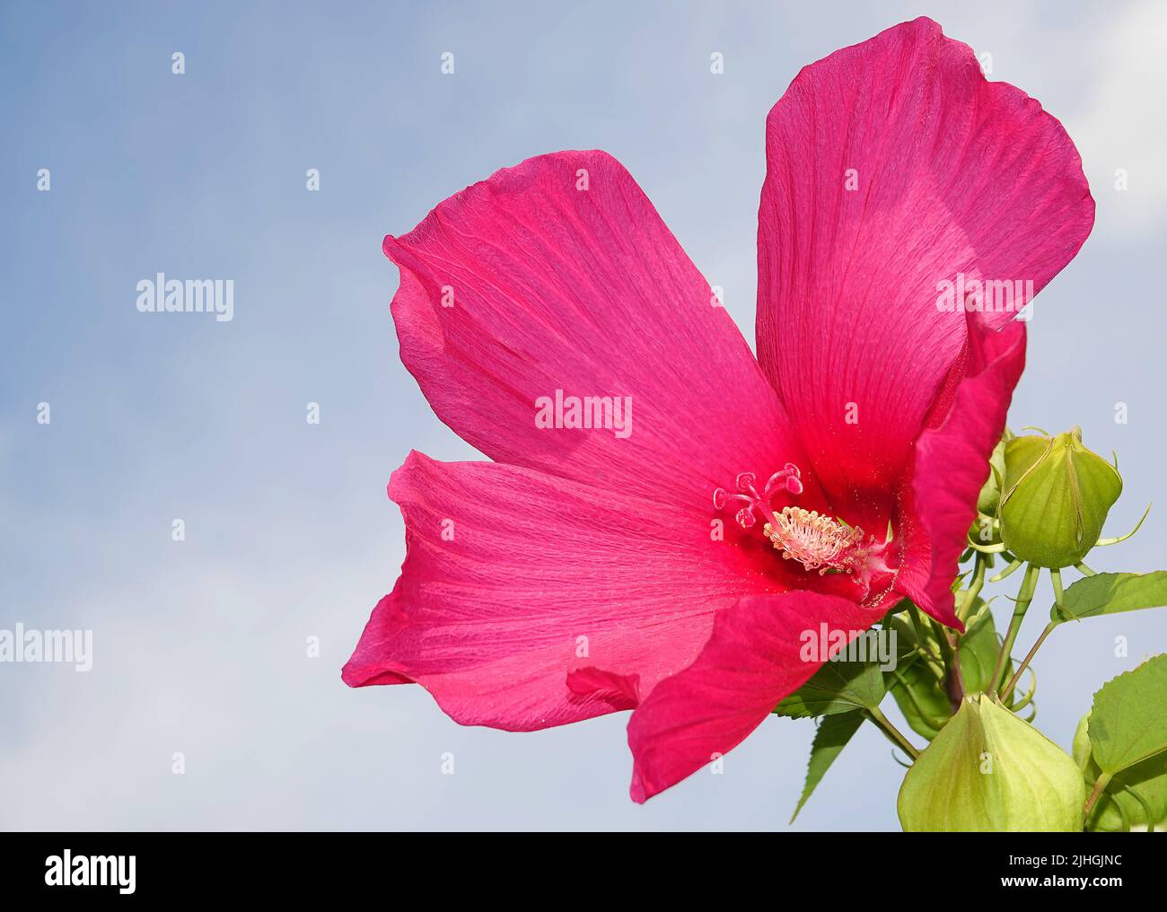 Marsh hibiscus is a perennial plant in the Malvaceae family. Stock Photo