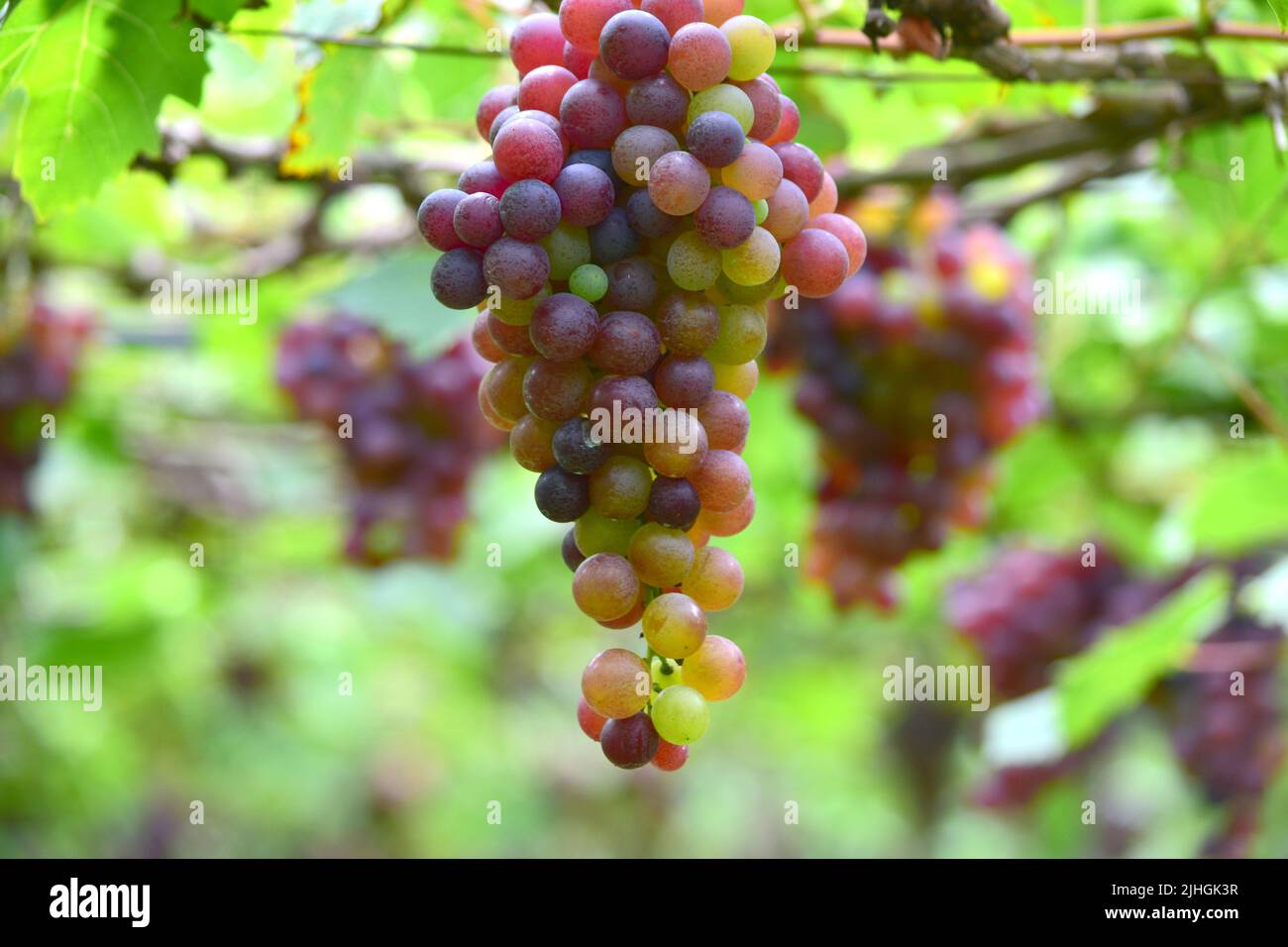 Organic Grape Farm in Cumbum Stock Photo Alamy