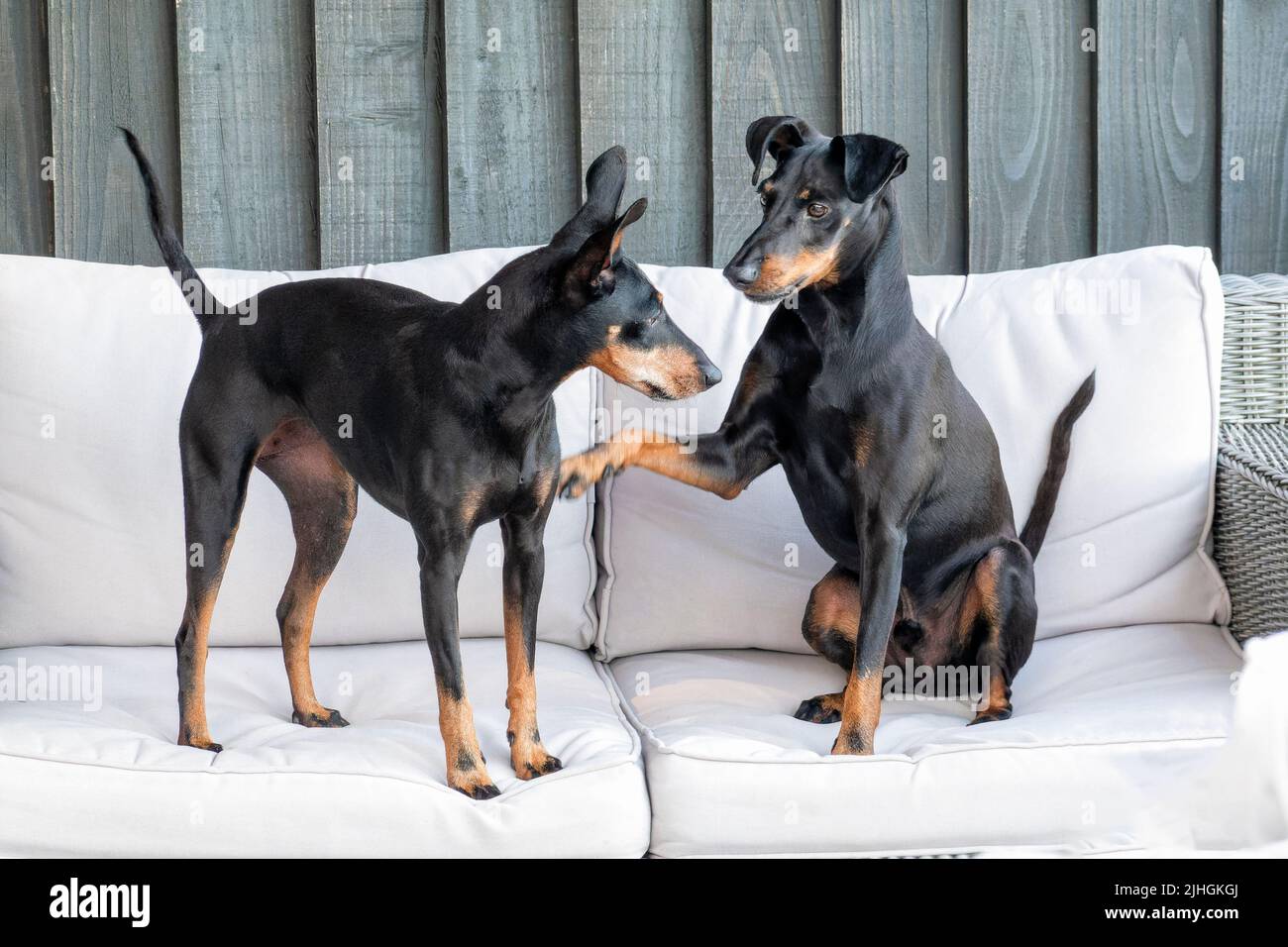 Two playful Manchester Terrier pet dogs playing on a garden seat. The dogs are brother and sister. One has his paw on the other pushing them away Stock Photo