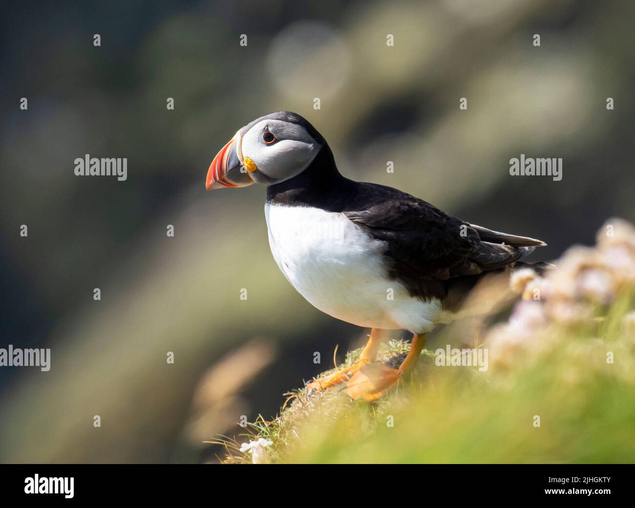 Atlantic Puffin, Fratercula arctica amongst Thrift at Sumburgh Head on the southern tip of Shetland, Scotland, UK. Stock Photo