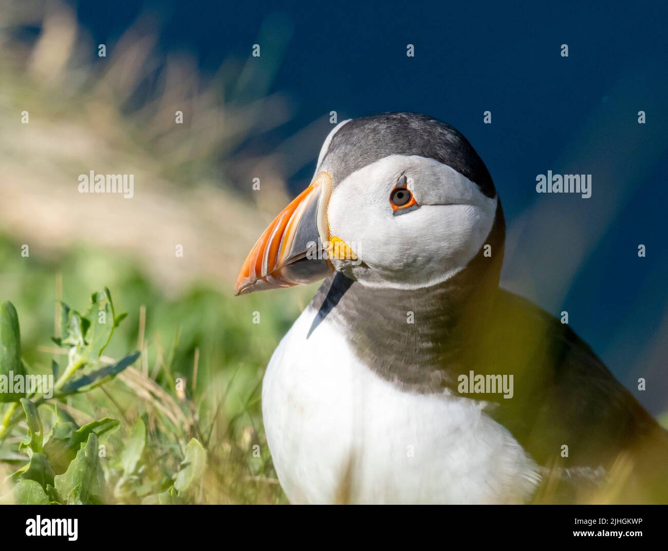 Atlantic Puffin, Fratercula arctica at Sumburgh Head on the southern tip of Shetland, Scotland, UK. Stock Photo