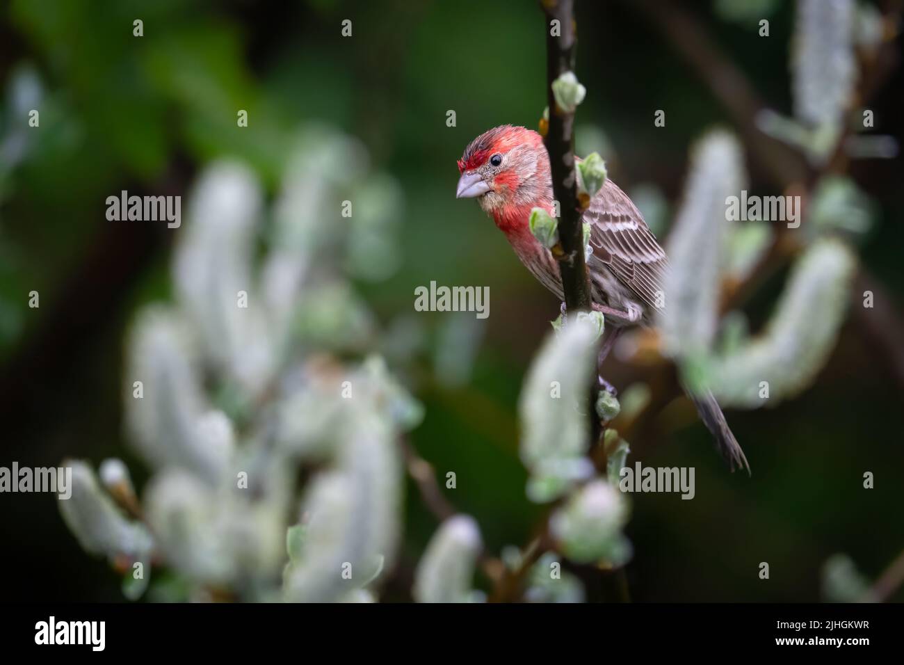 A house finch perched in Scouler's willow on a rainy day in Ocean Shores, Washington. Stock Photo