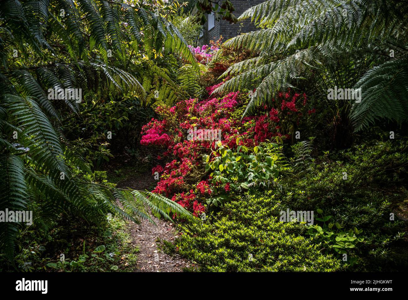 A flowering Azalea shrub and the fronds of Dicksonia antarctica growing next to a footpath in the wild sub-tropical Penjjick Garden in Cornwall.; Penj Stock Photo